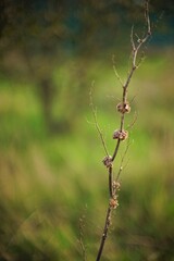 Dry plant bush with thin branches growing in spring field.