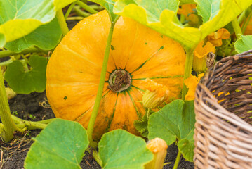 Organic vegetables concept; yellow pumpkin with leaves on the vegetable garden