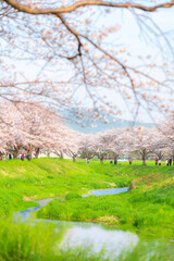 快晴の青空と草場川の桜並木