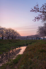 朝焼けの空と草場川の桜並木
