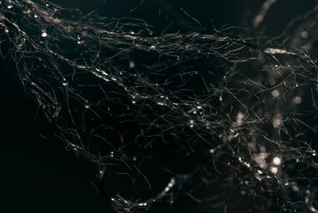 threads with dew drops