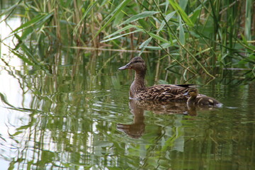 photo of a duck and ducklings floating on water