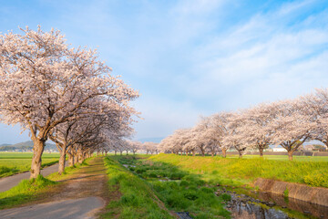 Obraz premium 草場川の桜並木