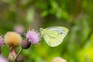 ein Schmetterling (Kleiner Kohlweißling) auf einer Acker-Kratzdistel