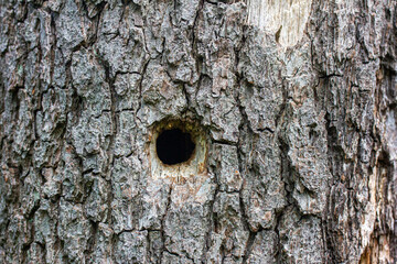 ein Vogelnest in einem Baumstamm