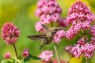 Hummingbird drinks nectar from 
Red Valerian (Centranthus Ruber) flower. 