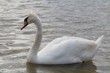Fototapeta premium photo one white swan floating on water