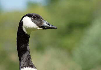 country goose portrait