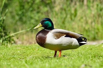 duck on the grass