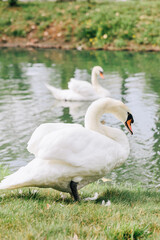 two swans
