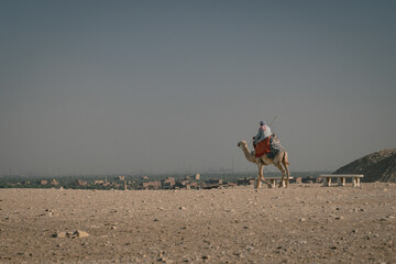 A camello entre dos Egiptos diferentes. On a camel between two different Egypts. 