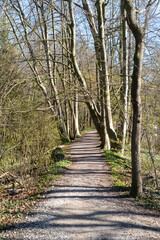 footpath in the woods in the sun