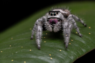 white jumping spider close up macro leaf