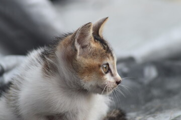 Cute Portrait of Very Tiny Kitten, There's No Comparable Cuteness
