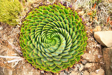 Spiral Aloe Aloe polyphylla the national plant of Lesotho - obrazy, fototapety, plakaty
