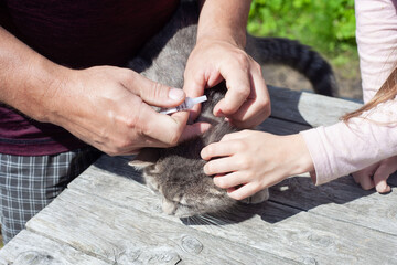 a man and a child hold a gray cat and drip medicine on the back of their necks