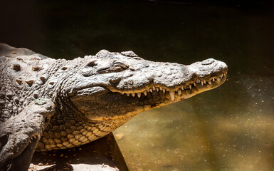 Large Nile crocodile (Crocodylus niloticus) in Egypt on the banks of the Nile