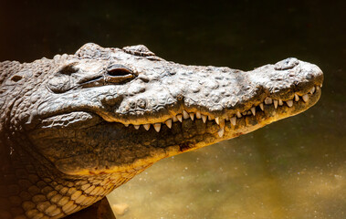 Large Nile crocodile (Crocodylus niloticus) in Egypt on the banks of the Nile