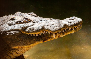 Large Nile crocodile (Crocodylus niloticus) in Egypt on the banks of the Nile