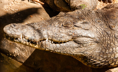 Large Nile crocodile (Crocodylus niloticus) in Egypt on the banks of the Nile