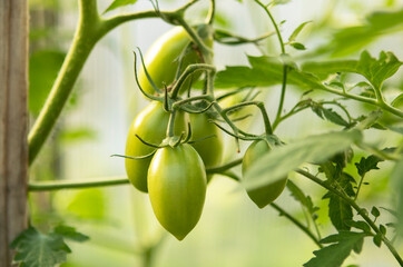 green unripe tomatoes on a branch in a greenhouse
