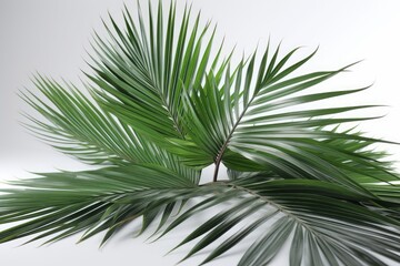 palm leaves isolated on white background, generative ai