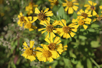 Many common sneezeweed blooms closeup at Miami Woods in Morton Grove, Illinois