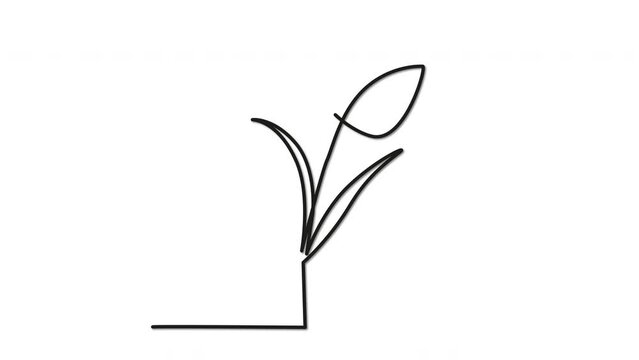 Tulip flower silhouette self drawing animation. Line art. Luma matte, alpha channel.