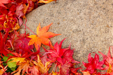石の上に落ちた美しい紅葉