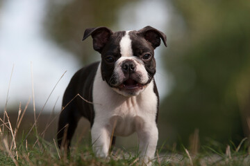 Funny outdoor portrait of a purebred Boston Terrier puppy in the park against a green blurry background. Outdoor portrait of young Boston Terrier dog, he looks towards the camera.