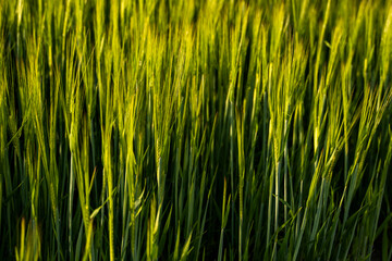 Fototapeta na wymiar Barley field. View on fresh ears of young green barley in spring summer field close-up.