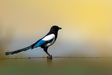 A magpie isolated resting on a rusty metal fence. Soft background. Pica pica.