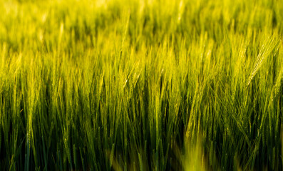 Barley field. View on fresh ears of young green barley in spring summer field close-up.