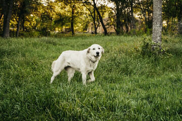 Beautiful happy livestock guardian dog great pyrenes 