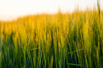 Green barley on a agricultural field. Green unripe cereals. The concept of agriculture, healthy eating, organic food.