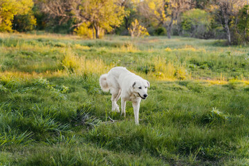 Great Pyrenees Livestock Guardian Dog 