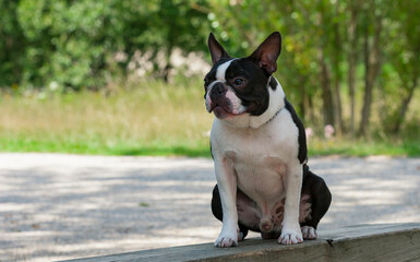 Outdoor head portrait of a purebred Boston Terrier puppy with cute facial expression. Young Boston...