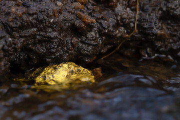 Gold Nugget mining from the River in Austria, real Gold.