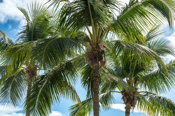 Fototapeta premium coconut palm tree