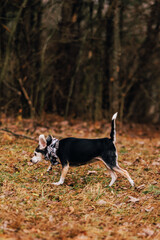jack russell terrier running in the park