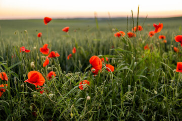 Wild red summer poppies in wheat field. Meadow of wheat and poppy. Nature composition.