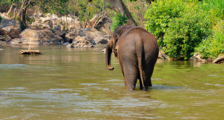 Fototapeta premium Elefantensanatorium maltaeng éléphant park ,