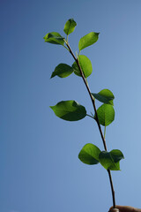 male hand holding tree branch with many green foliage on blue sky background. summer time season.