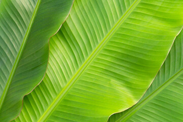 Fresh banana leaves for background.