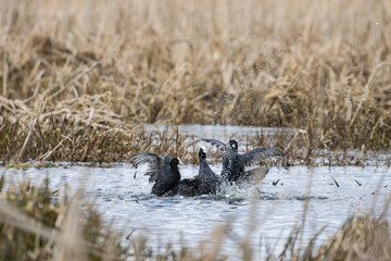 Coot ducks during mating fights.