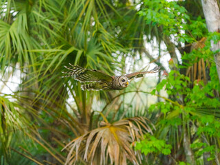 Barred owl - Strix varia - flying between trees in a natural wooded area in north Florida.  The state tree sabal palm in the background