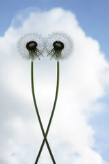 2 two dandelions on a background of blue sky and white clouds. springtime. spring season.