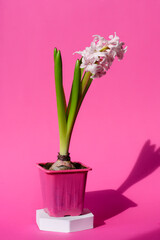 Pink hyacinth flower Hyacinthus orientalis on a white stand in a pink pot, on a pink background, shadow. First spring flower. Postcard.