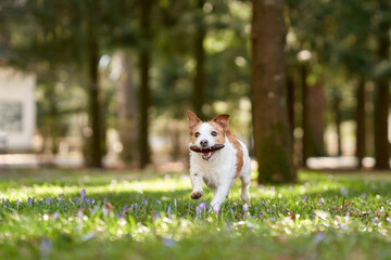 Fototapeta premium dog plays with a bump. Active Jack Russell Terrier on grass, in the park. Walking with a pet
