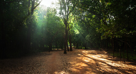 Obraz premium Walk in the woods in the through morning sun rays in Sigiriya